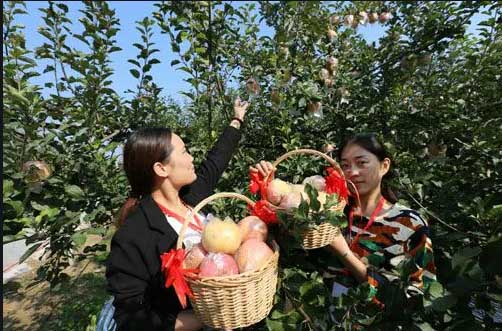 休闲农业成为丰县乡村振兴的助力器
