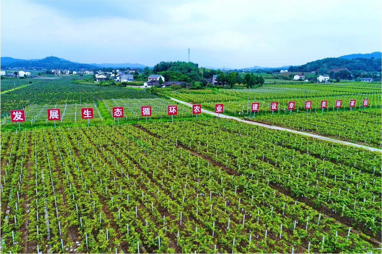 四川财政加力支持现代农业园区建设(图1)