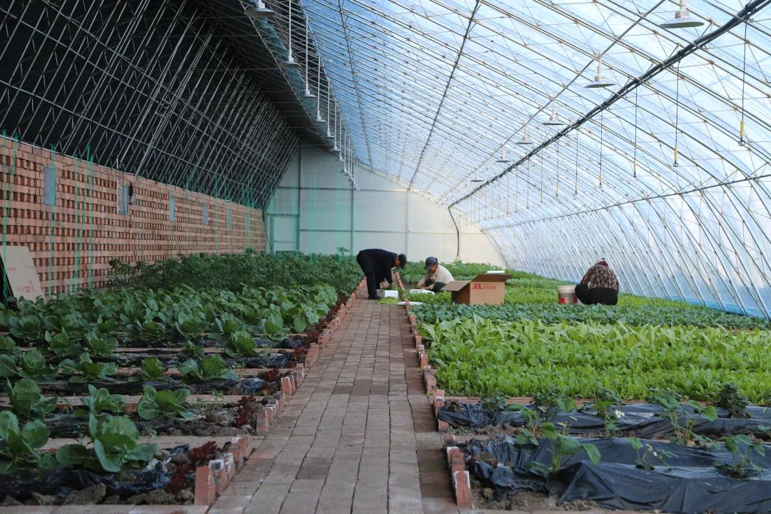 宝清打造现代农业产业园，促进农业高质高效发展