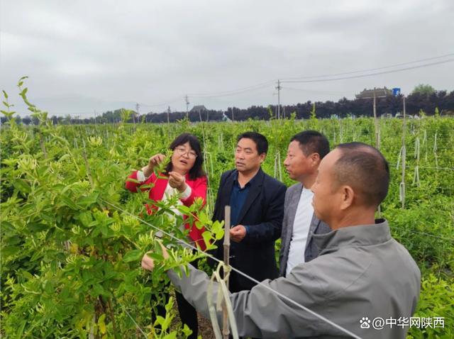 杨陵区国家农业示范园借助科教优势 打造精品农业(图5)