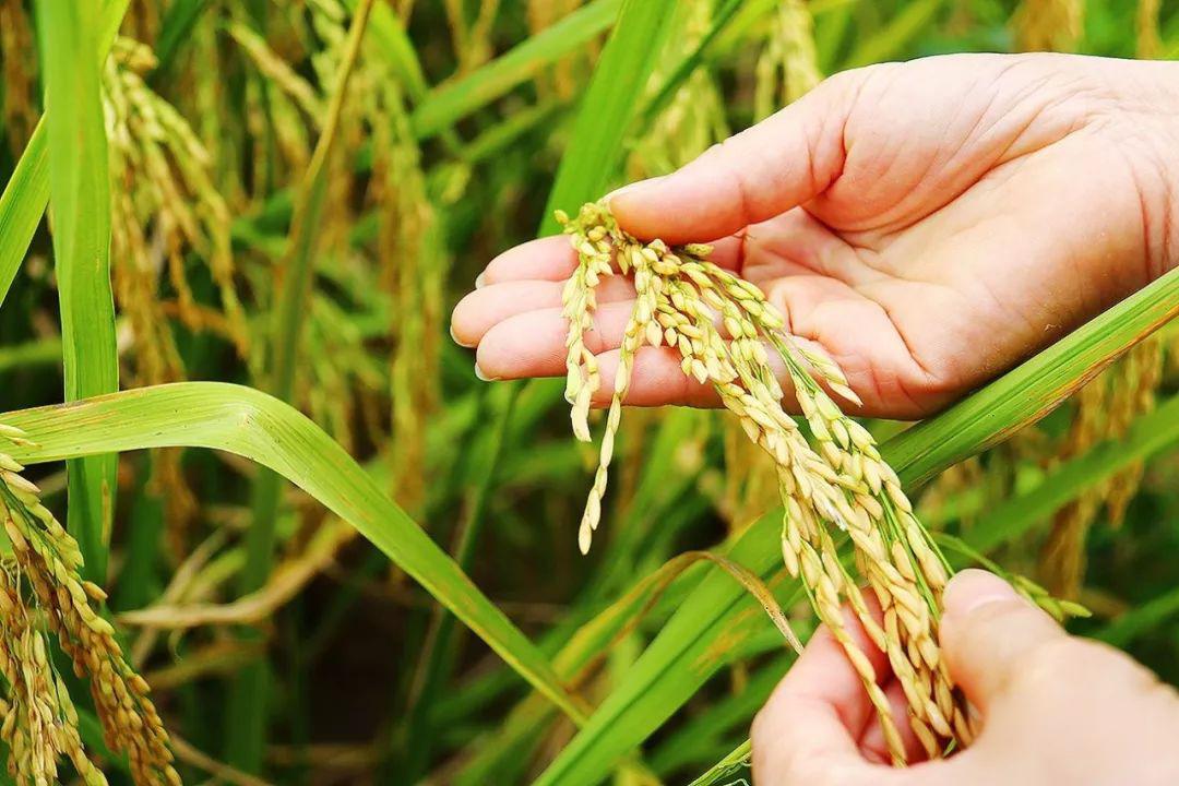 端牢中国饭碗！种业振兴，我们离“芯片”自主还有多远？