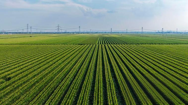 山东:逐步把永久基本农田建成高标准农田