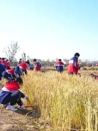 从霸王虞姬出圈，看农文旅融合下的乡村新活力(图17)